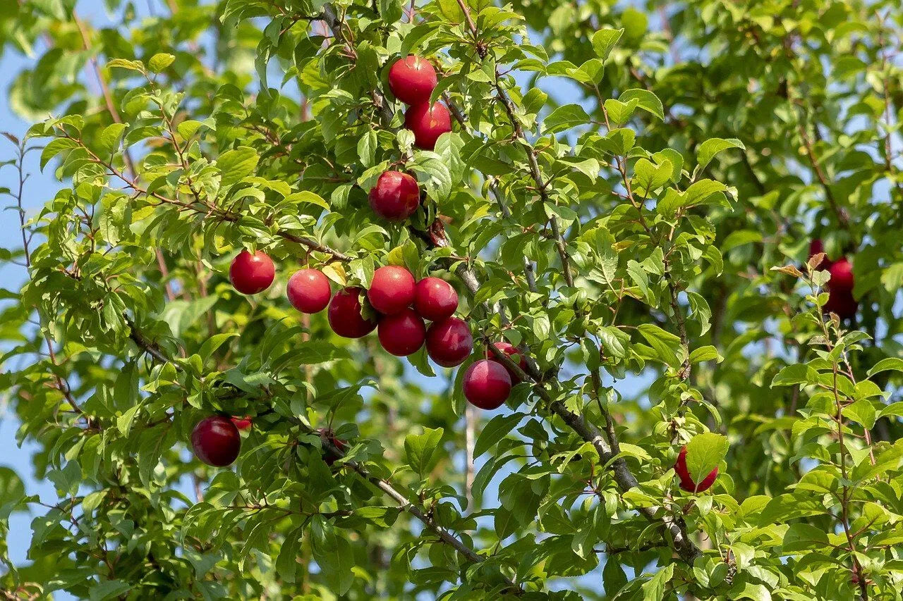 Plum - Cherry Compass