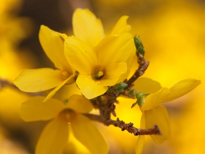 Forsythia - Northern Gold