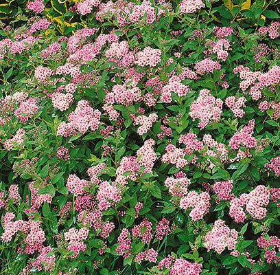 Spirea - Little Princess Pink