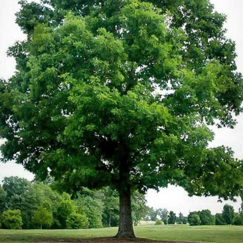 Oak - White