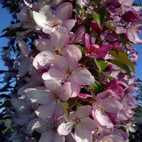 Crabapple - Pink Spire