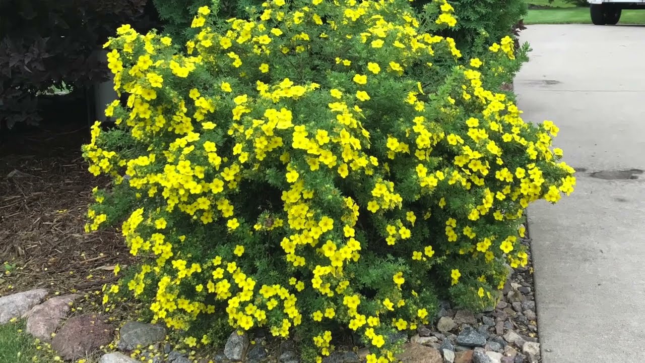Potentilla - Goldfinger