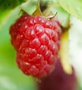 Raspberry - Red Mammoth