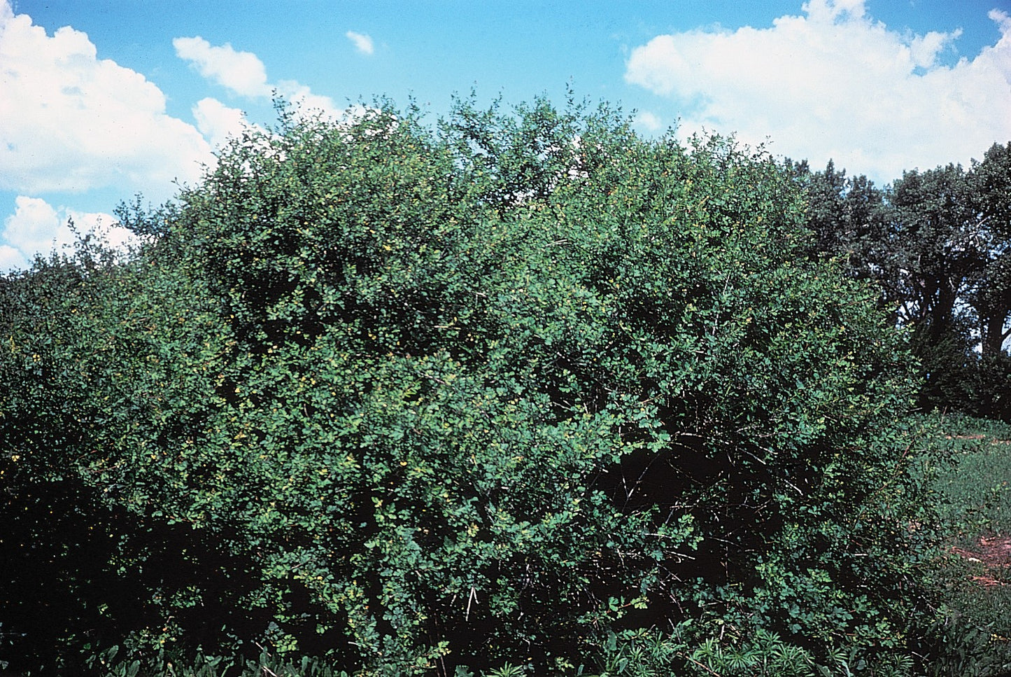 Skunkbush Sumac