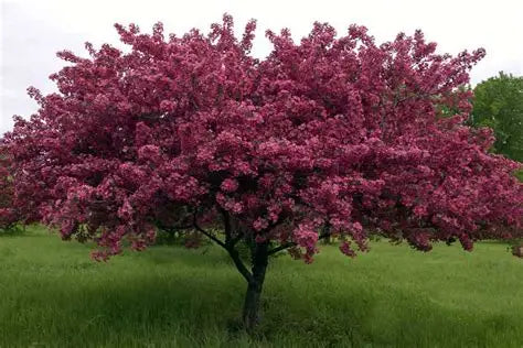 Crabapple - Thunderchild
