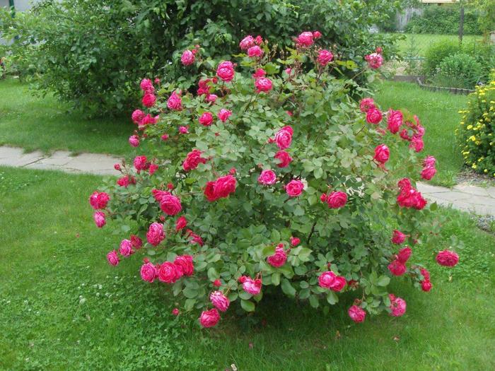 Rose - Winnipeg Parks