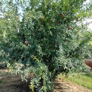 Crabapple - Chestnut