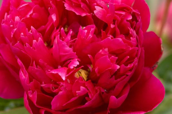Peony - Red Rachel