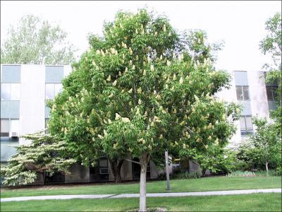 Ohio Buckeye