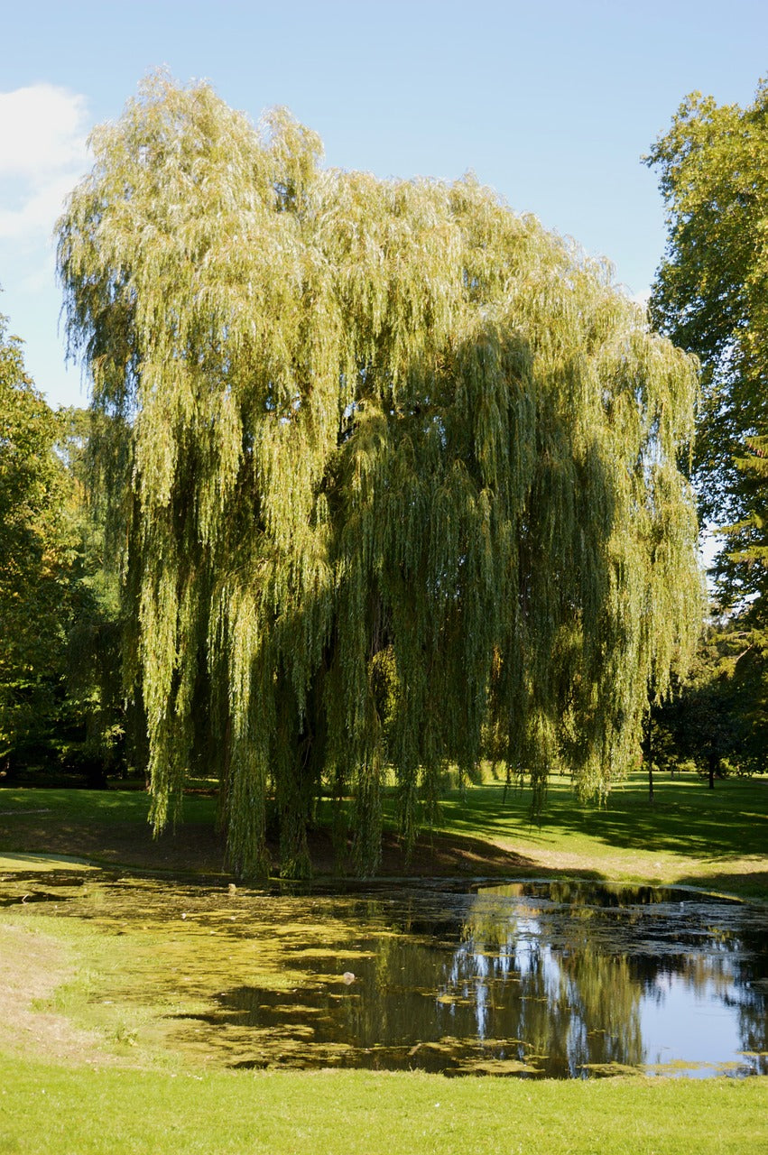 Willow  - Prairie Cascade Weeping