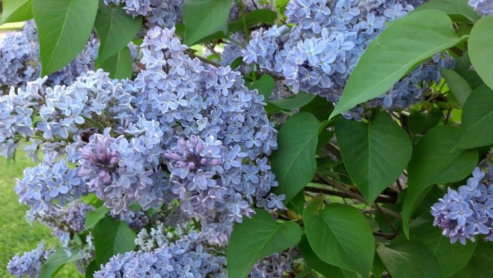 Lilac - President Lincoln Blue