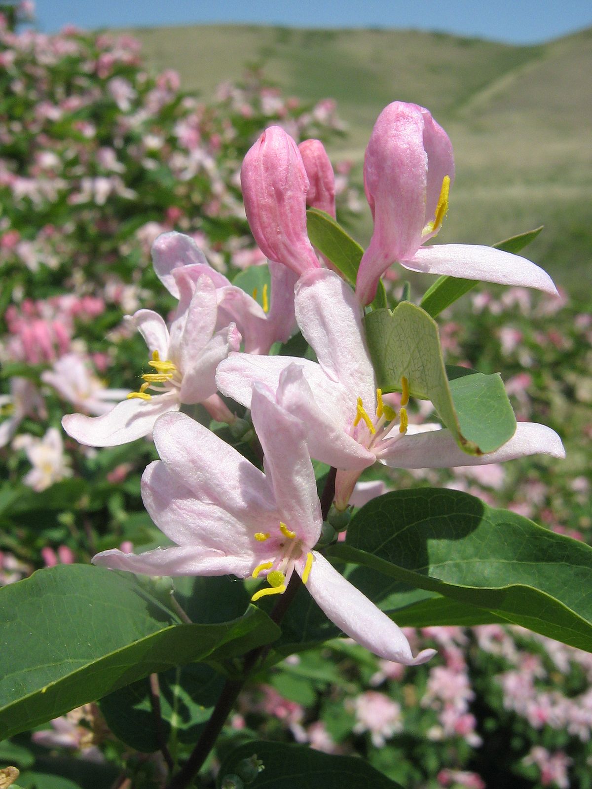 Honeysuckle Tatarian