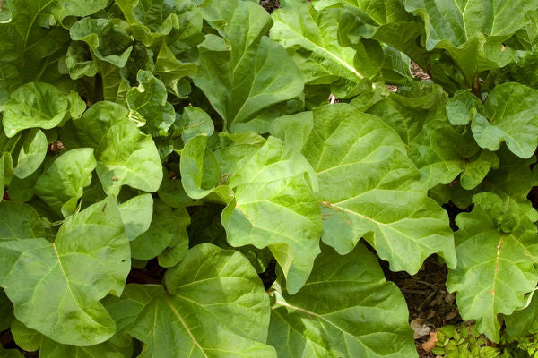 Rhubarb - Canada Red