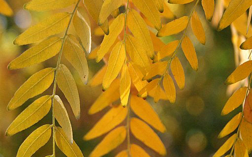 Thornless Honeylocust