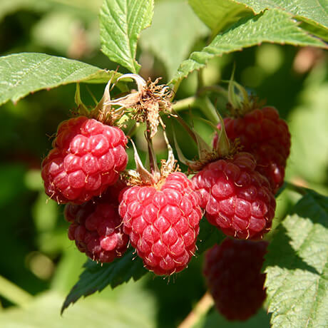 Raspberry - Boyne