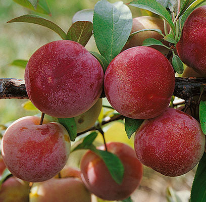 Plum - Pembina