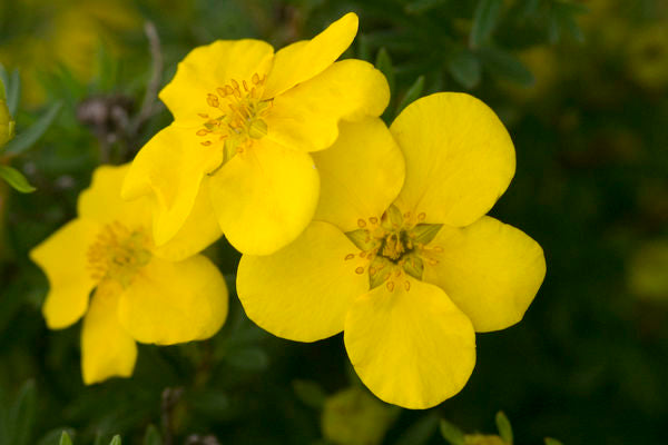 Potentilla - Goldfinger