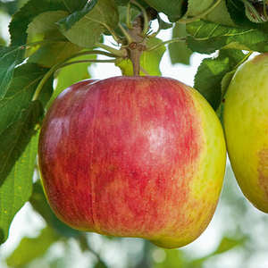 Magic Apple Fresh Products – Agro-Forestree Farm