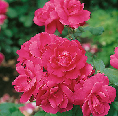 Rose - Winnipeg Parks