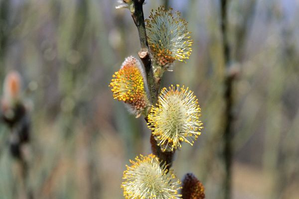 Pussy Willow Shrub