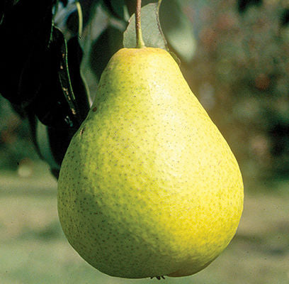 Pear - Ure