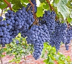 Grape - Beta