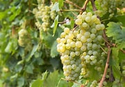 Grape - Brianna