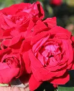 Rose - Canadian Shield®