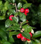 Cotoneaster Centennial