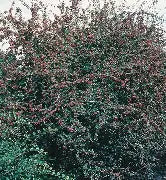 Cotoneaster Centennial