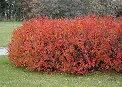 Cotoneaster Centennial