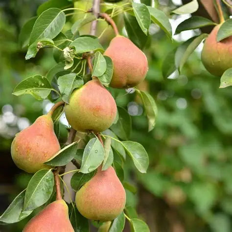 Pear - Golden Spice