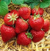 Strawberry - Honeoye