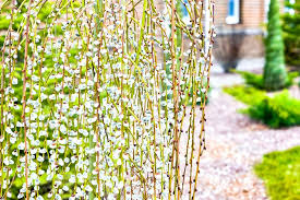 Pussy Willow Shrub