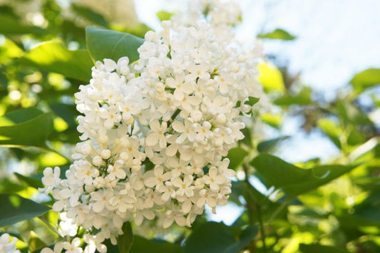 Lilac - Japanese Lilac Ivory Silk