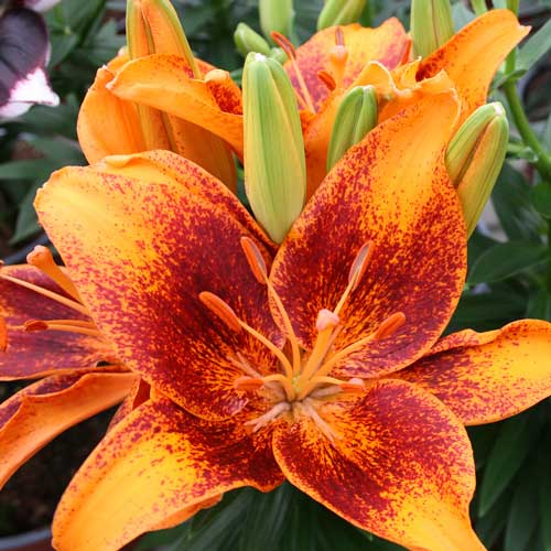 Lily Looks™ Tiny Cosmic Asiatic Lily