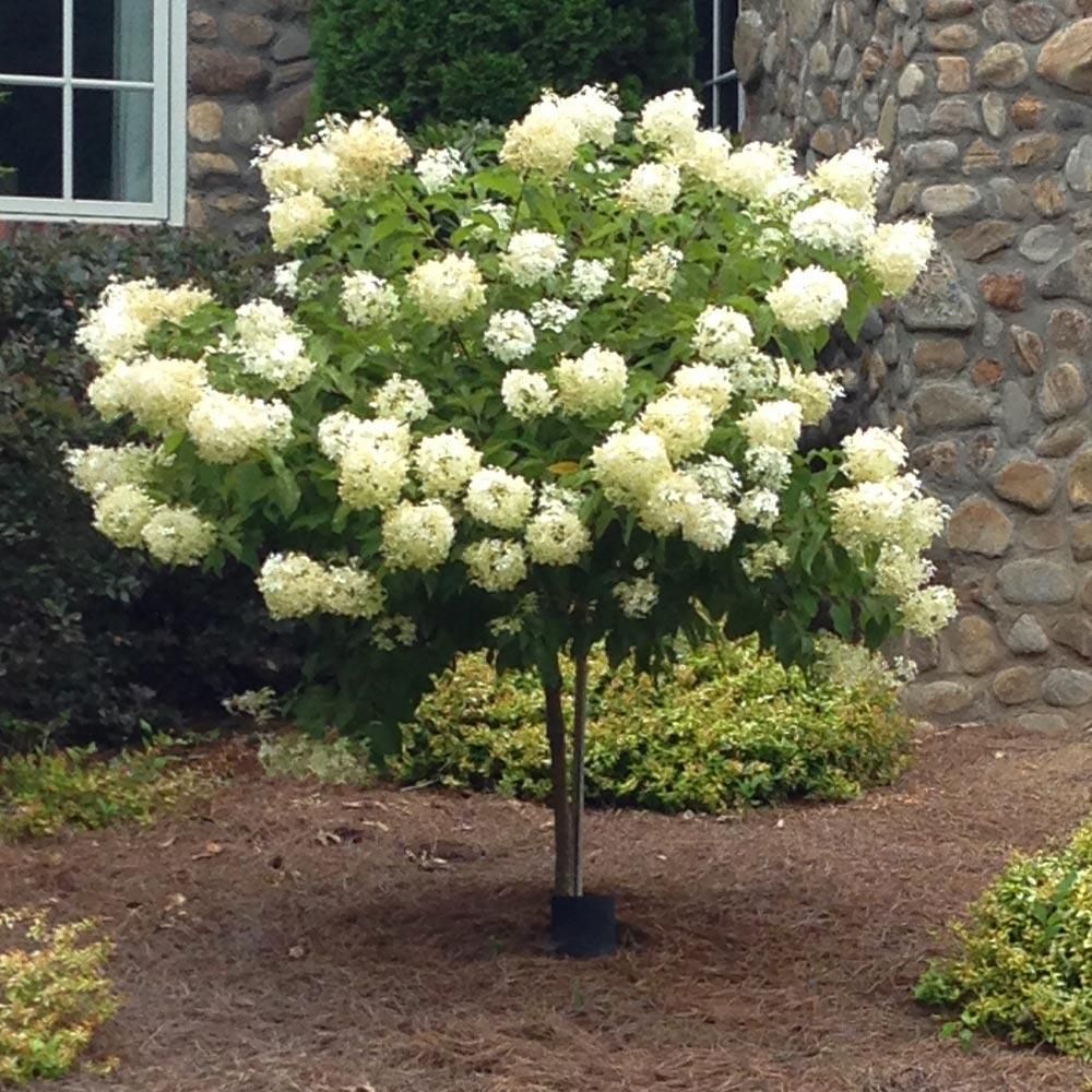 Hydrangea - Limelight Tree