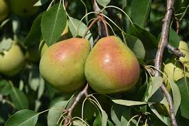 Pear - Parker