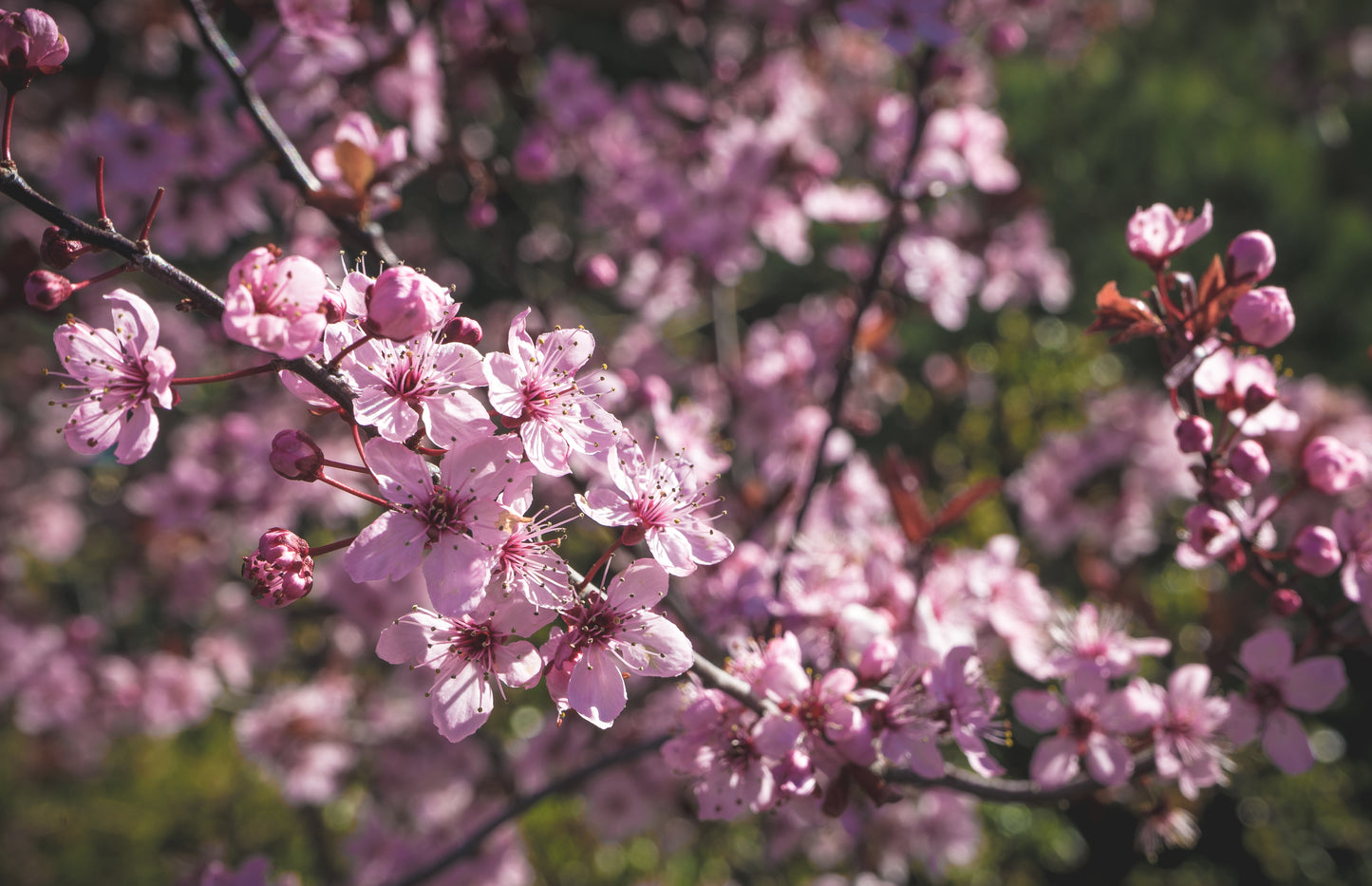 Crabapple - Pink Spire