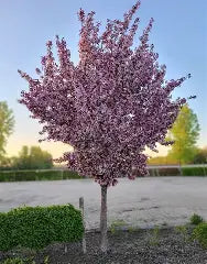 Crabapple - Pink Spire