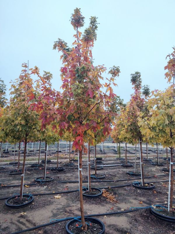 Maple - Fall Fiesta® Sugar