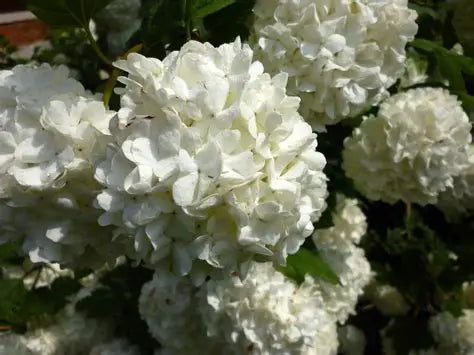 Vibernum Opulus Roseum Tree