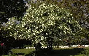 Vibernum Opulus Roseum Tree