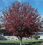 Crabapple - Royalty Red