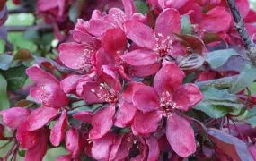 Crabapple - Royalty Red