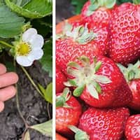 Strawberry - Seascape