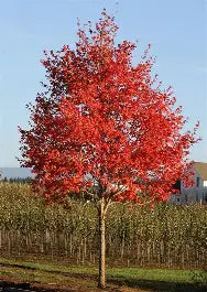 Maple - Sienna Glen