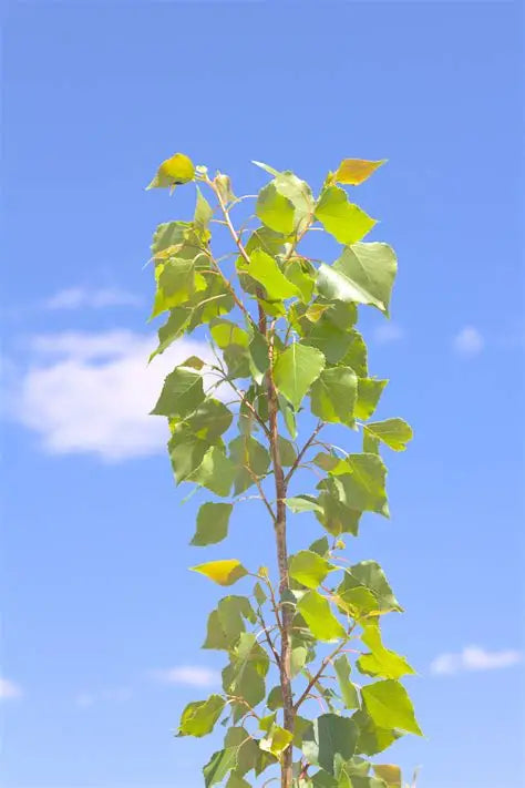 Poplar - Hybrid Poplar Replacements