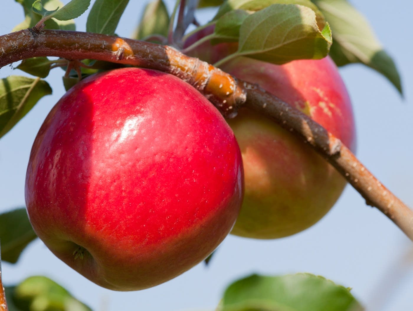 Apple - State Fair