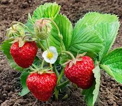 Strawberry - Ft. Laramie